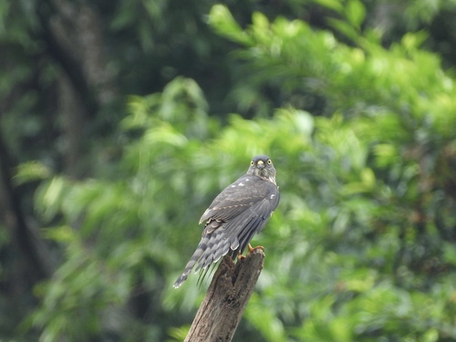 Chinese Sparrowhawk