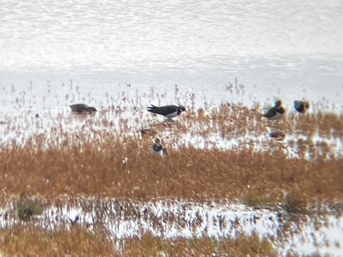 Northern Lapwing