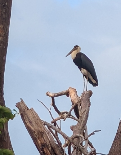 Asian Woolly-necked Stork