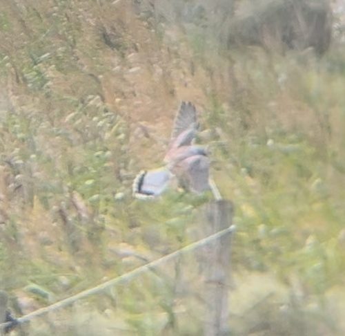 Eurasian Kestrel