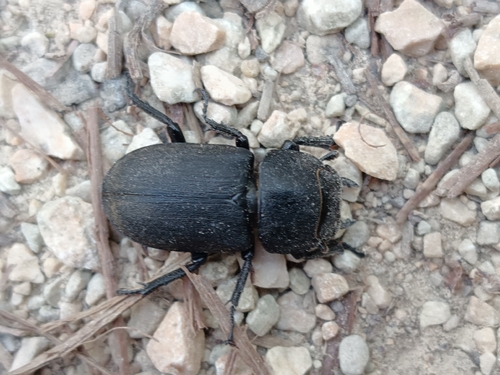 Lesser Stag Beetle