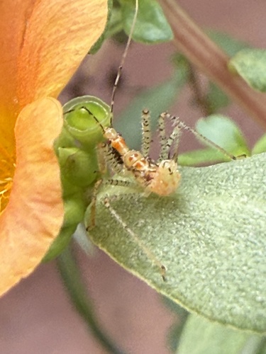Leafhopper Assassin Bug