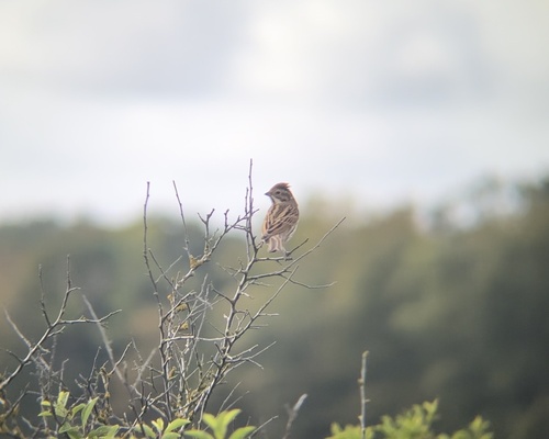 Reed Bunting
