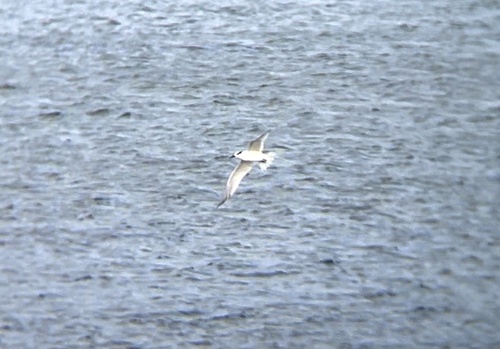 Sandwich Tern