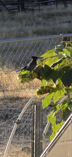 Steller's Jay
