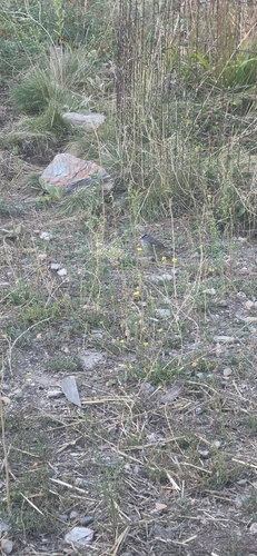 White-crowned Sparrow