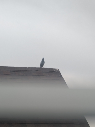 Feral Pigeon