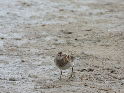 Pectoral Sandpiper