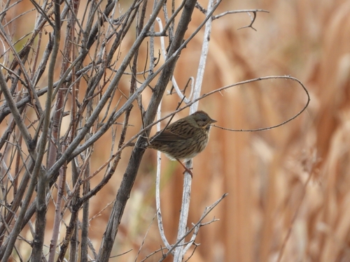 Lincoln's Sparrow