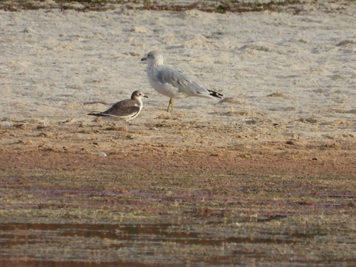 Sabine's Gull