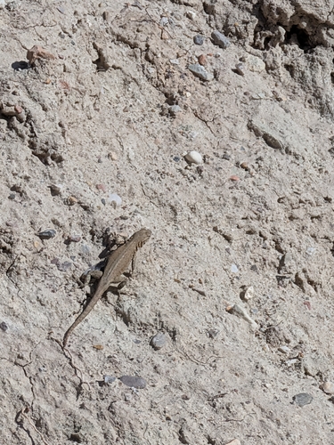 Common Side-blotched Lizard