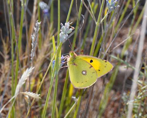 Clouded Yellow