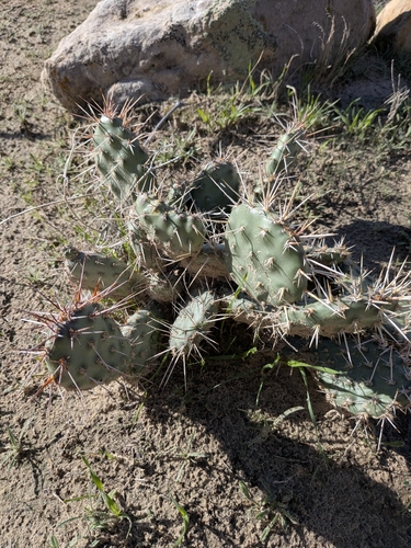 Brittle Pricklypear
