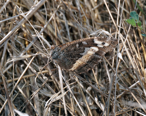 Great Banded Grayling