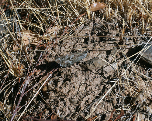 Striped Grayling