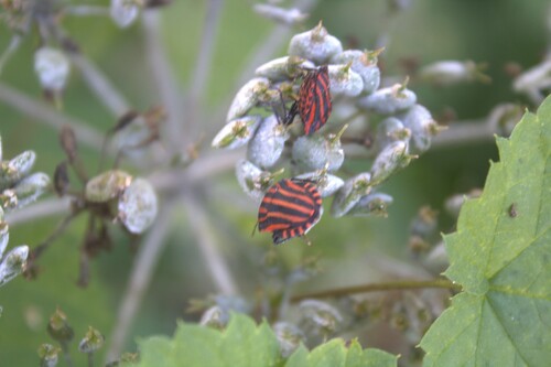 Continental Striped Shield Bug
