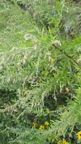 common mugwort