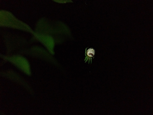 Kidney Garden Spider