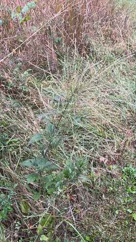white vervain