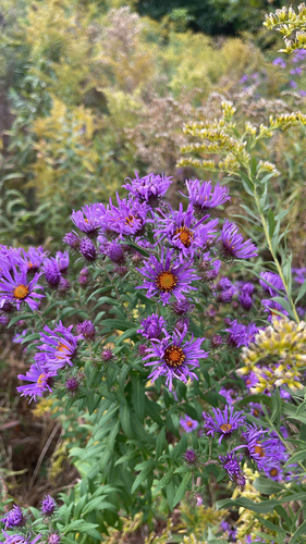 New England aster