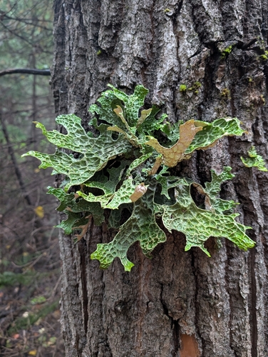 Tree Lungwort