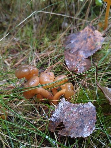 Ochre Jelly Club