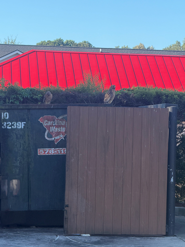 Red-shouldered Hawk