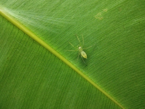 Asemonea tenuipes