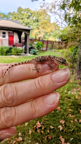 Mediterranean House Gecko