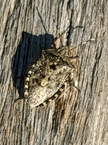 Mottled Stink Bug