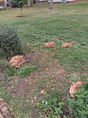Giant Polypore