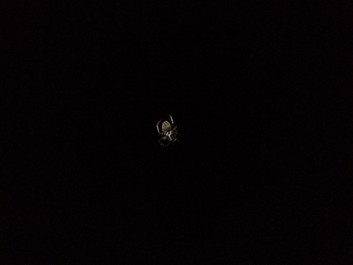 Hump Back Araneid Spider