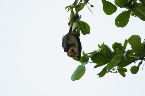 Mauritius Flying-fox