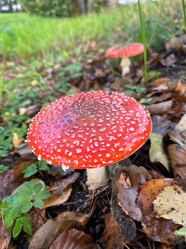 Fly Agaric