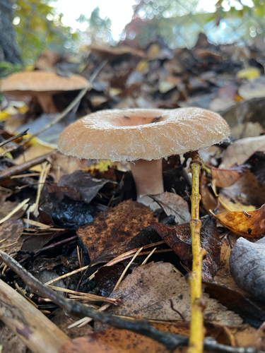 Woolly Milkcap
