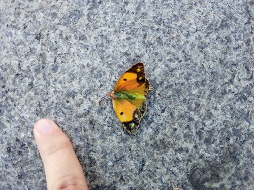 Clouded Yellow