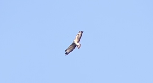 Common Buzzard