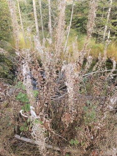 fireweed
