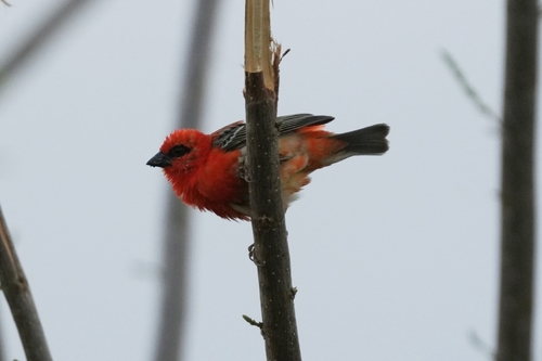 Red Fody