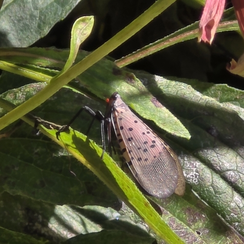 Spotted Lanternfly