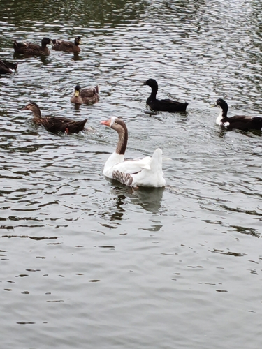 Swan Goose