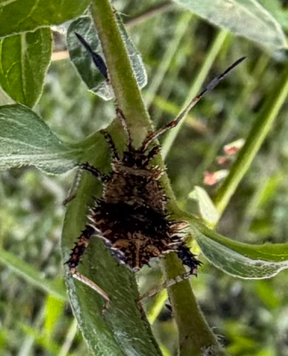 Helmeted Squash Bug
