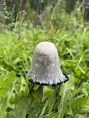 Shaggy Mane