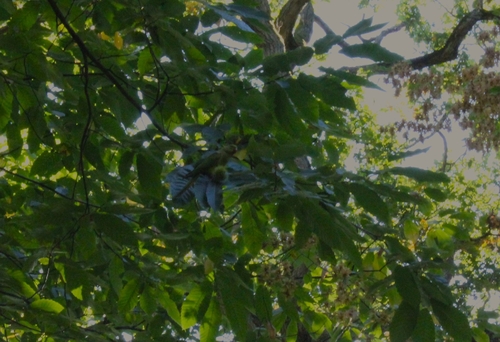 Rose-ringed Parakeet