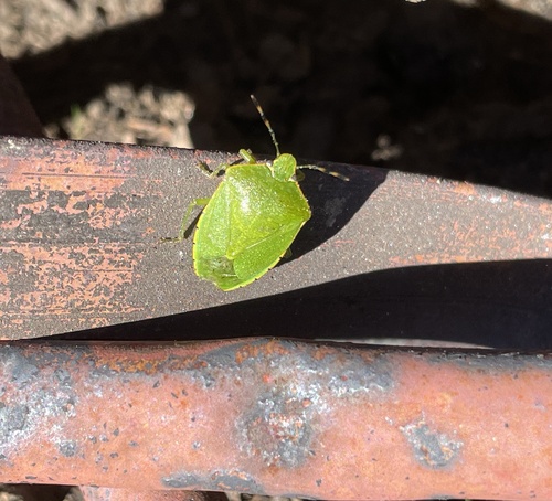 Green Stink Bug