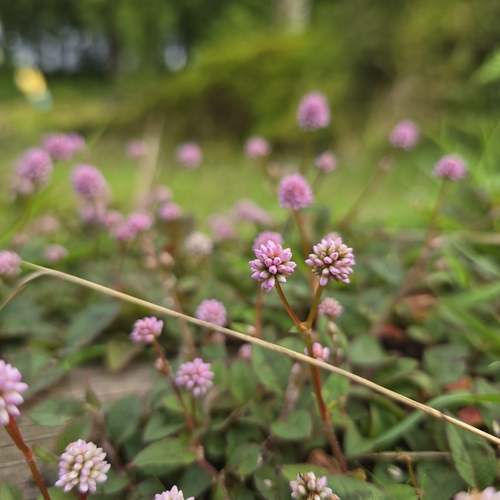 pink knotweed