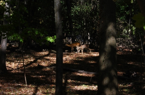 Western Roe Deer