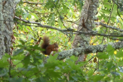 Eurasian Red Squirrel