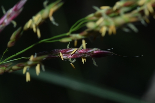 Johnson grass