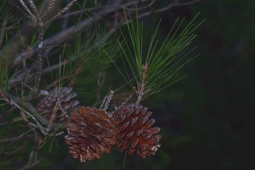Aleppo pine